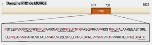 Domaine PRD de MORC2