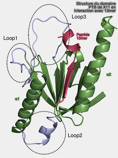 Domaine PTB de X11 en interaction avec 13mer