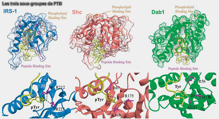 Structure des PROPPIN