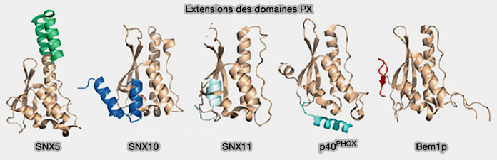 Extensions des domaines PX