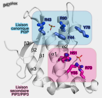 Protéines à domaine PX