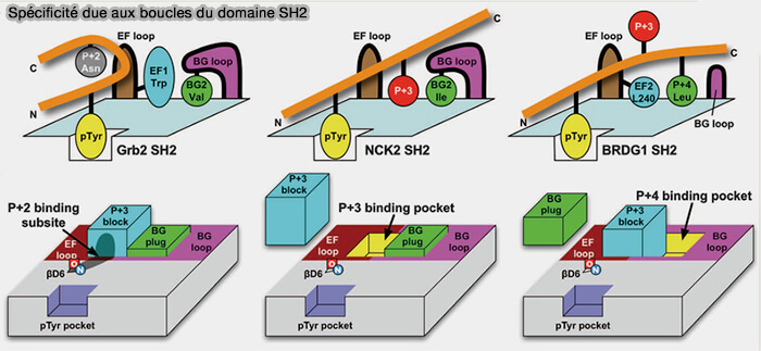 Spécificité due aux boucles du domaine SH2