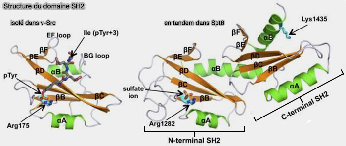 Structure du domaine SH2