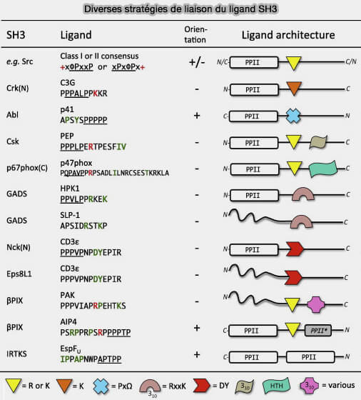 Diverses stratégies de liaison du ligand SH3
