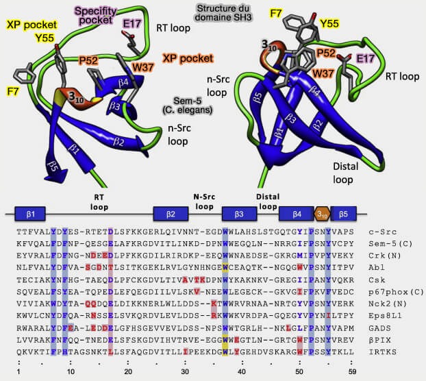 Structure du domaine SH3