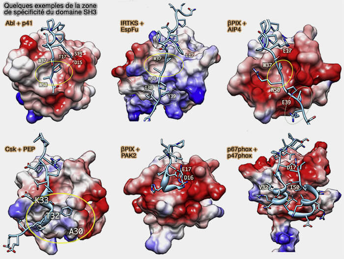 Quelques exemples de la zone de spécificité du domaine SH3