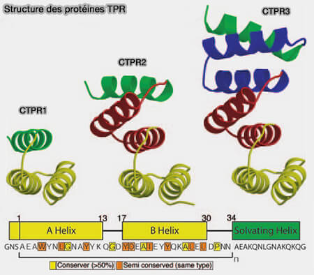 Structure des protéines TPR