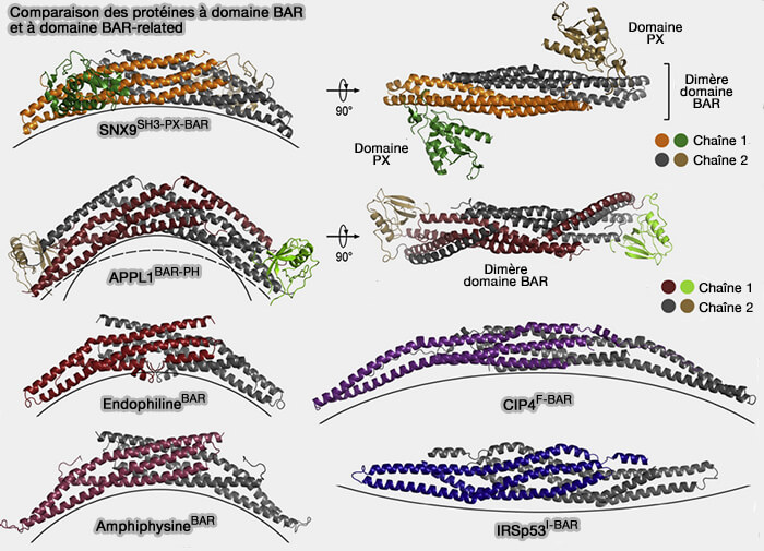 Comparaison des protéines à domaine BAR et à domaine BAR-related