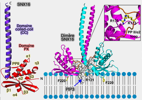 Structure de SNX16