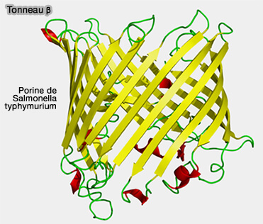 Tonneau β (β barrel)