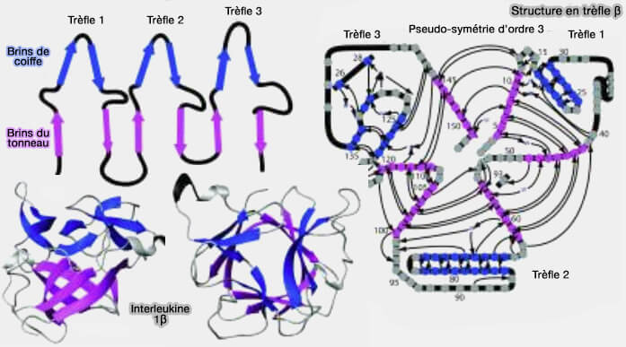 Structure en trèfle β de l'interleukine 1β