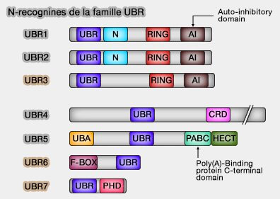 Protéines UBR