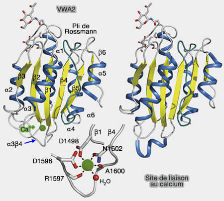 Structure de VWA2 avec et sans calcium