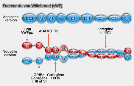 Structure et domaines de vWF