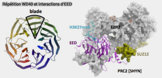 Répétition WD40 et interactions d’EED
