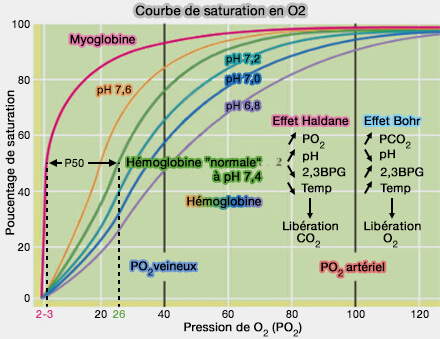 Courbes de saturation en O2 (myoglobine et hémoglobine)