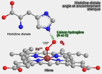 Histidine distale de l'hème b