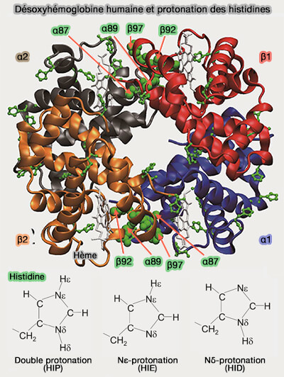 Désoxyhémoglobine humaine et protonation des histidines