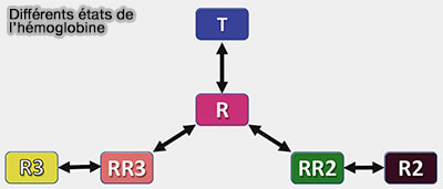 Différents états de l'hémoglobine