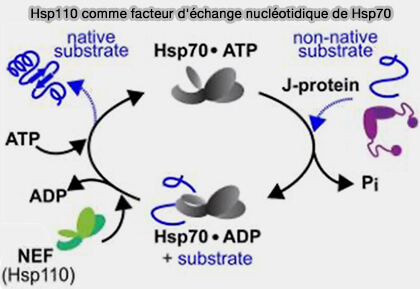 Hsp110 comme facteur d'échange nucléotidique de Hsp70