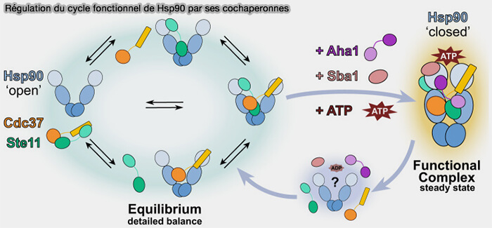 Régulation du cycle fonctionnel de Hsp90 par ses cochaperonnes