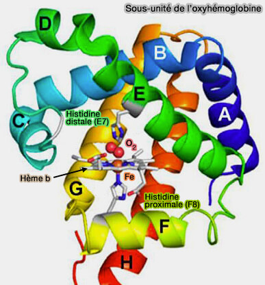 Sous-unité de l'oxyhémoglobine