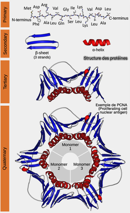 Structure des protéines