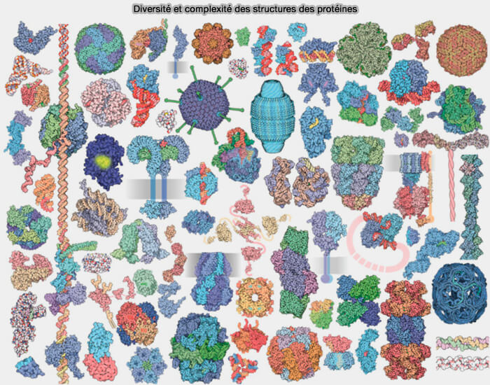 Diversité et complexité des structures des protéines