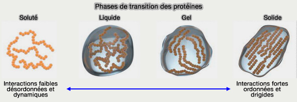 Phases de transition des protéines