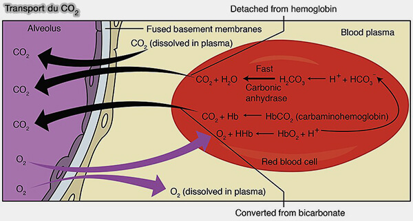 Transport du CO2