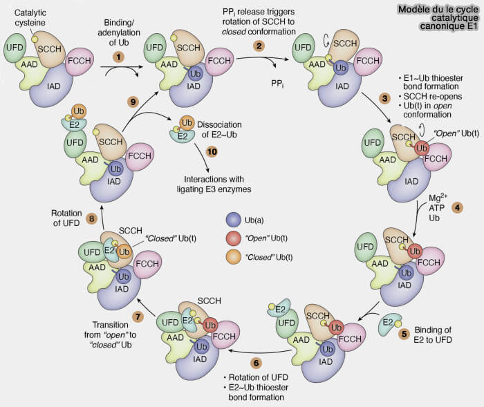 Modèle du cycle catalytique canonique de E1