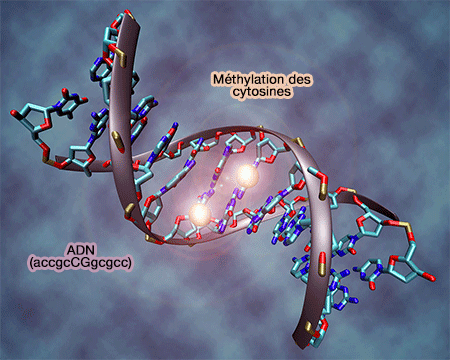 ADN méthylée sur 2 cytosines
