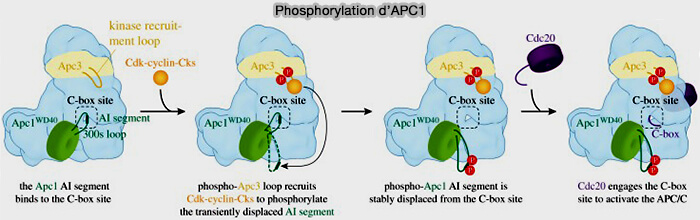Phosphorylation d'APC1