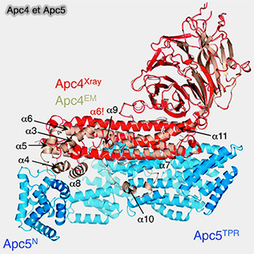Apc4 et Apc5