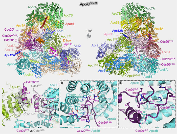 Structure d'APC/CCdc20