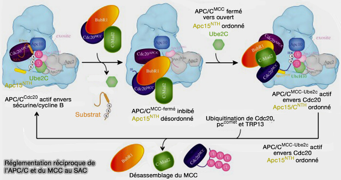 Réglementation réciproque de l’APC/C et du MCC au SAC