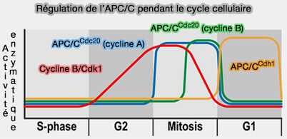 Régulation de l'APC/C selon le cycle