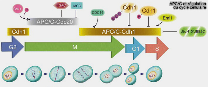 APC/C et régulation du cycle cellulaire