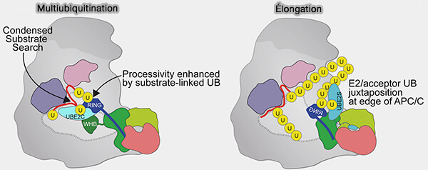 Multiaubiquitination et élongation