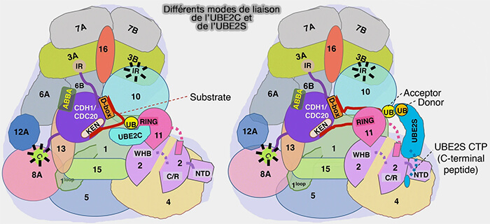 Différents modes de liaison de l’UBE2C et de l’UBE2S