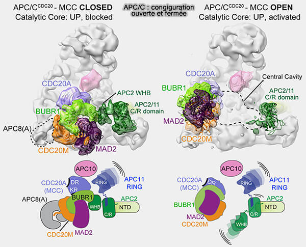 Configurations ouverte et fermée d'APC/C
