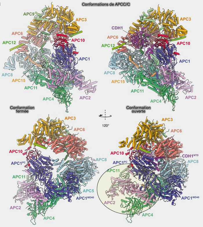 Conformations d'APC/C