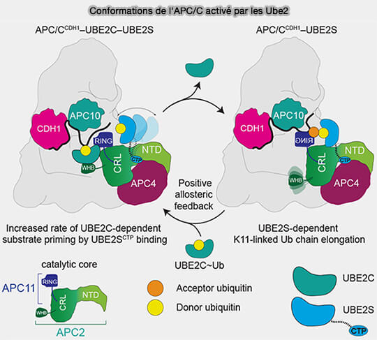 Conformation de l'APC/C et des Ube2