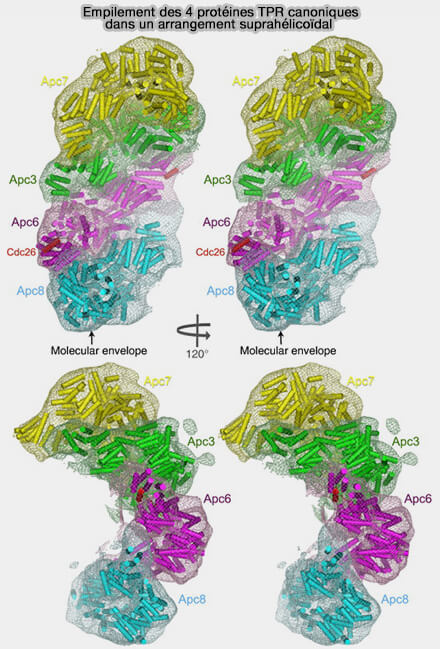 Empilement suprahélicoïdal des Apc3/6/7/8