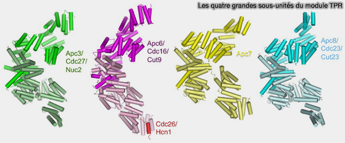 Les quatre grandes sous-unités du module TPR