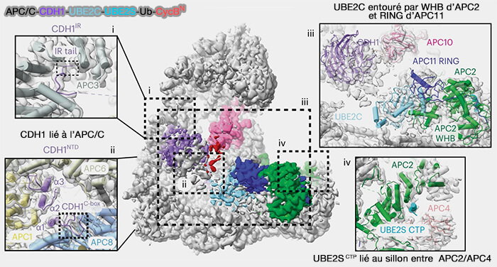Interactions lors de l'ubiquitination par les Ube2 