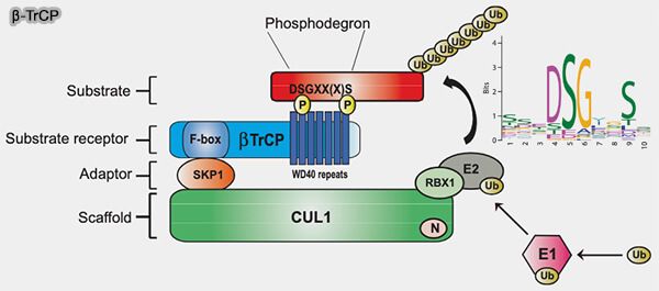 SCFβ-TrCP