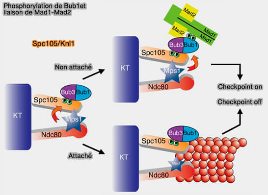 Phosphorylation de Bub1 et liaison de Mad1-Mad2