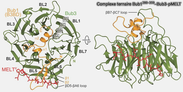 Complexe ternaire Bub1-BuB3-pMELT