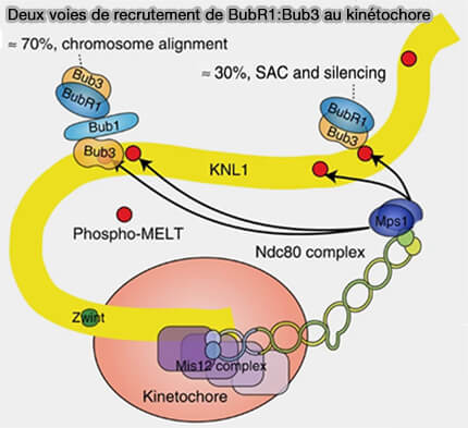 Deux voies de recrutement de BubR1:Bub3 au kinétochore